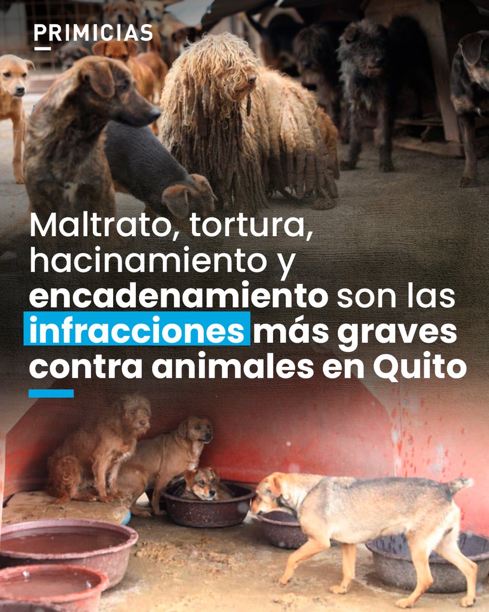 Las sanciones por maltrato animal se triplican en Quito durante el último año, según información del  Municipio. prim.ec/Lp0V50Yaw4B