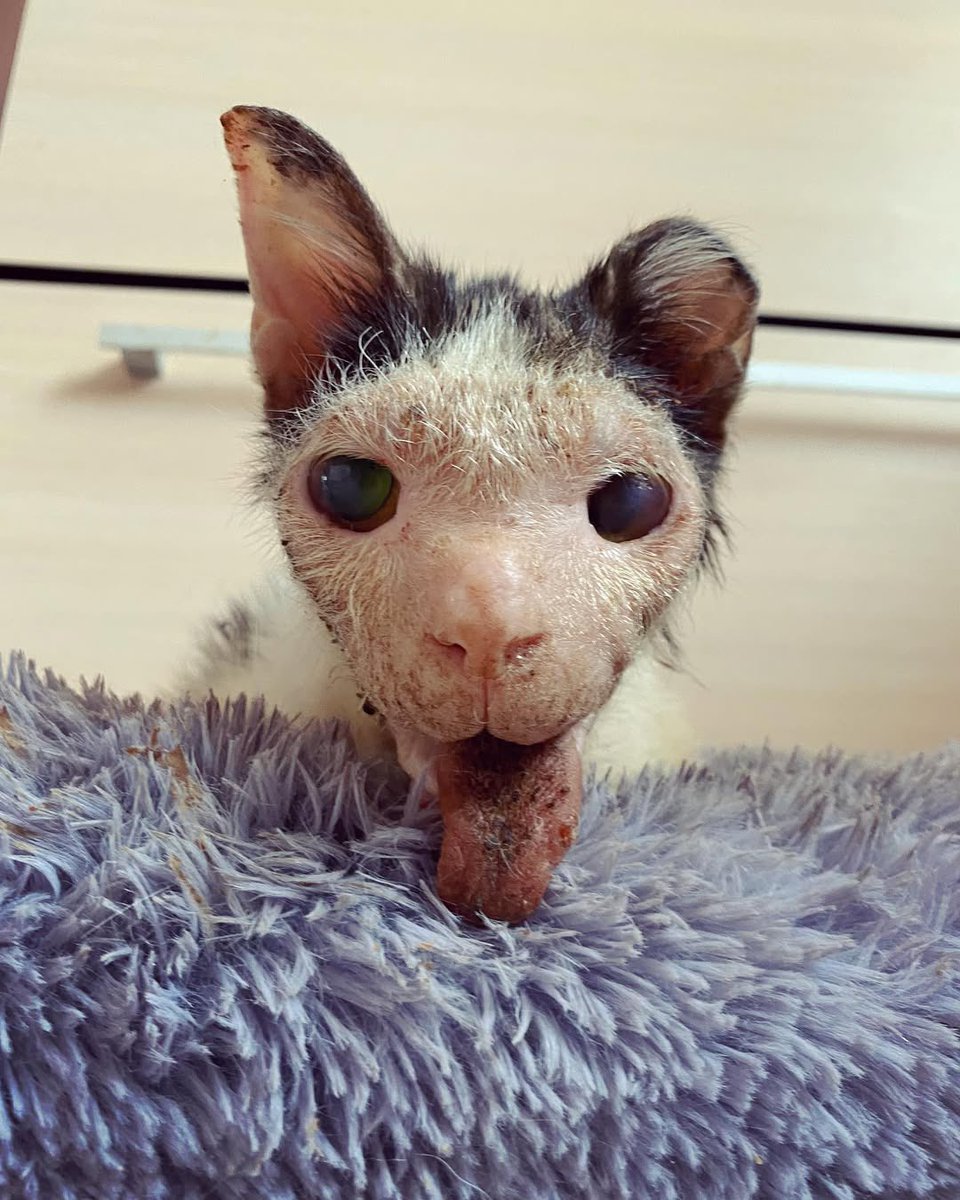 DIMITROV ANIMAL SHELTER tweet media