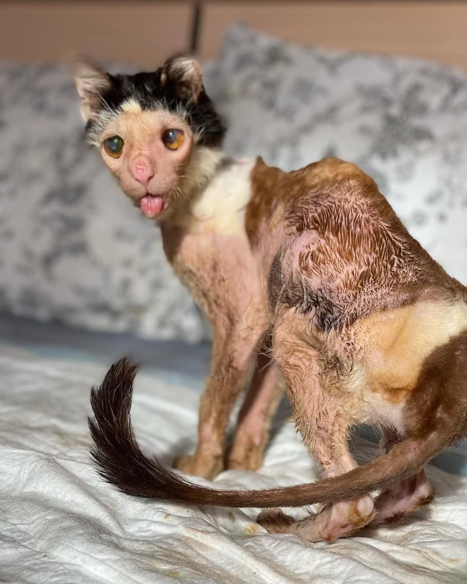 DIMITROV ANIMAL SHELTER tweet media