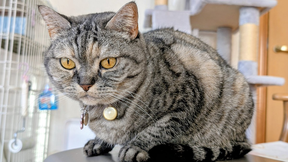 ねこさん⚡(ΦωΦ) (@catnap707) / Posts / X