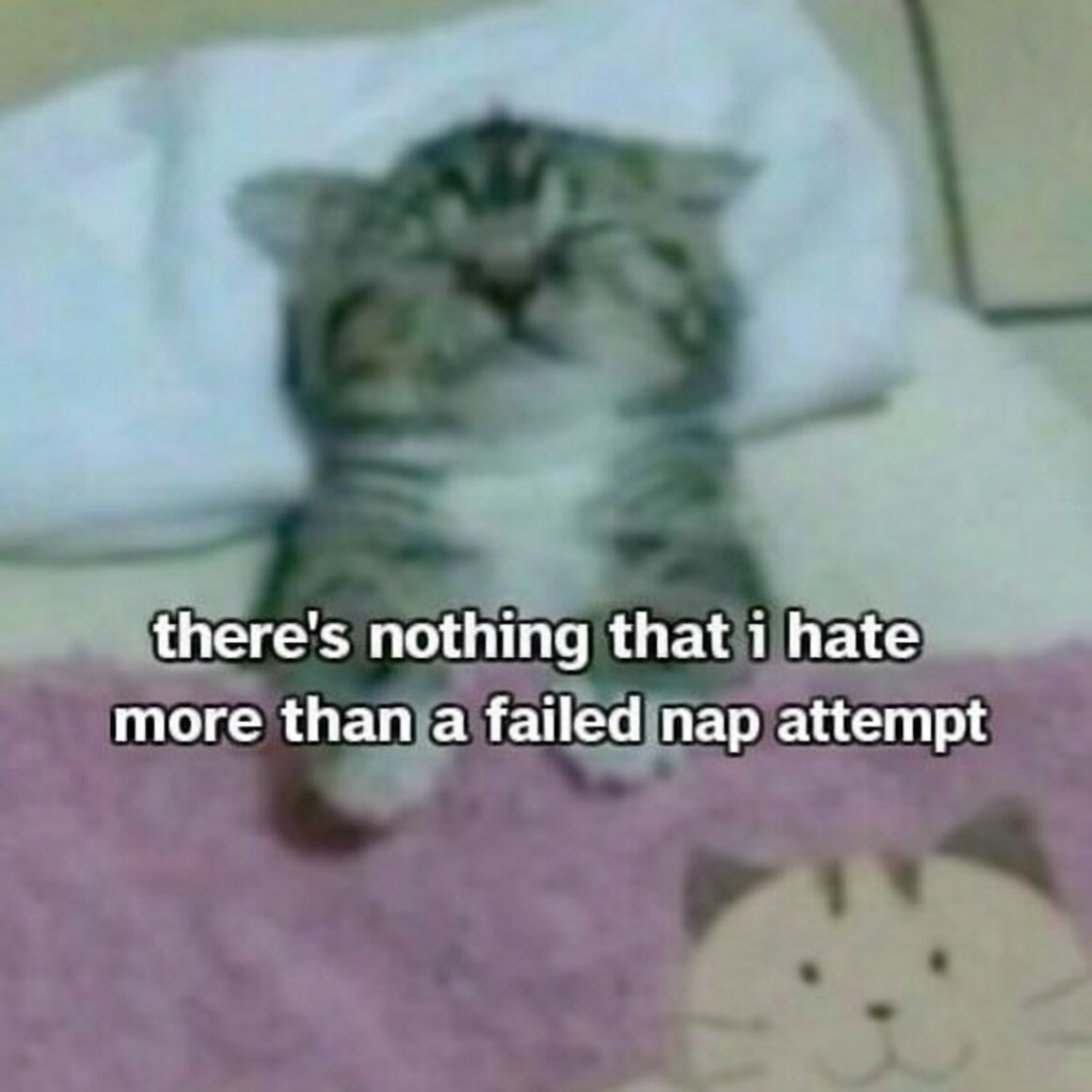 literallymecats's tweet photo. https://t.co/0lcyGEtkGr