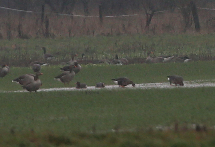Grovebirds's tweet photo. Good to get in on the latest national influx of Russian White-fronted Geese with 18 present with Greylag flock at Barton in Fabis/Thrumpton in horrendous weather late morning/afternoon. @NottsBirders https://t.co/0rYaJCZOqQ