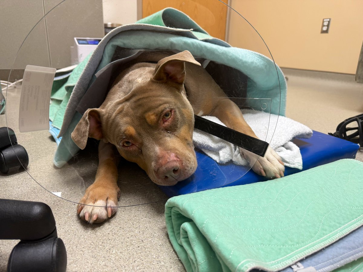 Little girl did amazing. Both knees replaced and already rocking her bionic era 🦿🐶
Time to head home. Massive thanks to the NC State vet team 🙏🏼