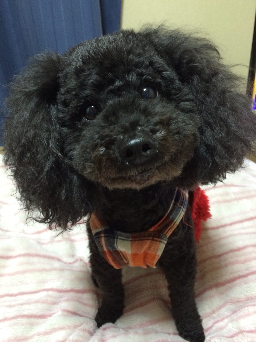 hitodeman06's tweet photo. おはよう〜！
なんだか雨が降りそう。
雨の日はお出かけしたくなくなるんだよね〜。( ˶  ᷇𖥦 ᷆ ˵ )
ひなちゃんでした！

#おはよう #トイプードル #犬好きさんと繋がりたい #いぬのいる暮らし https://t.co/X3Ywz1J7Wf