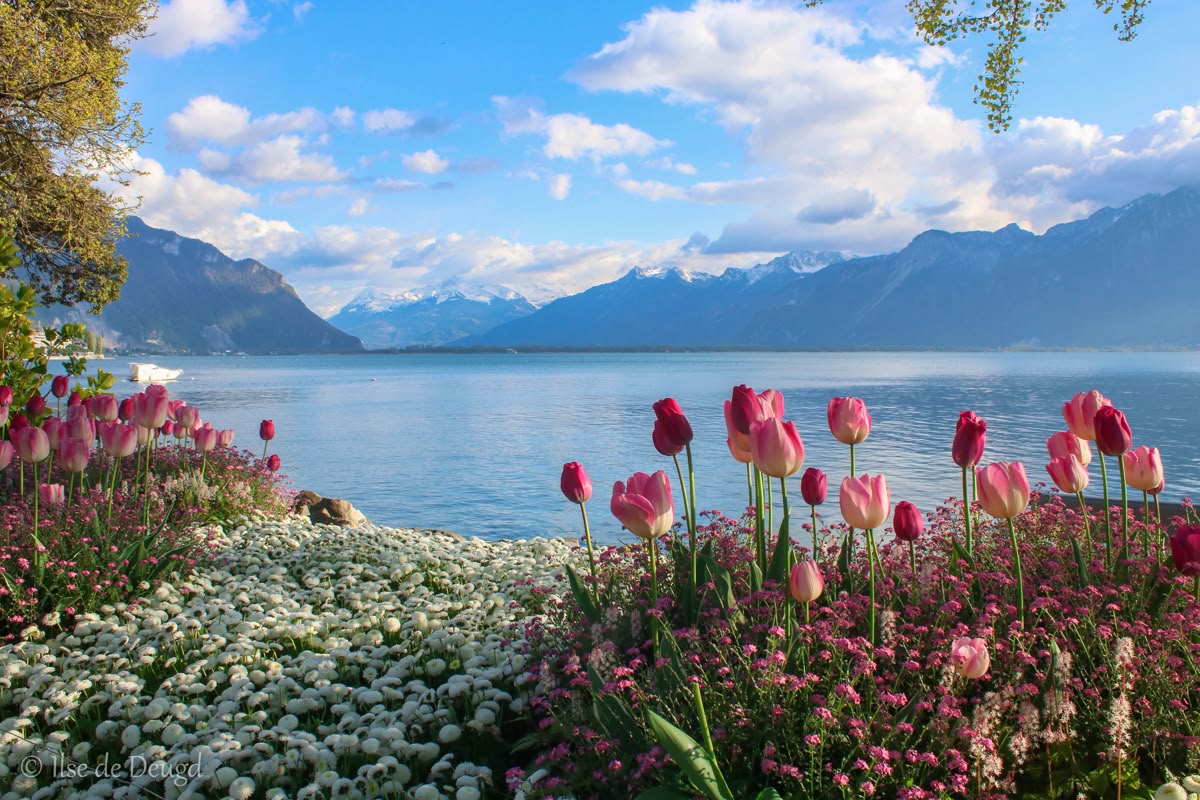 greenvibe's tweet image. 