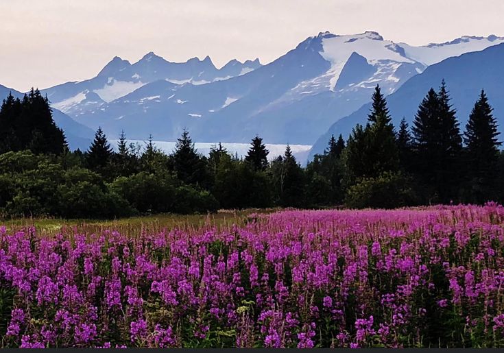 ᅠ ᅠ (@greendreaams) on Twitter photo 