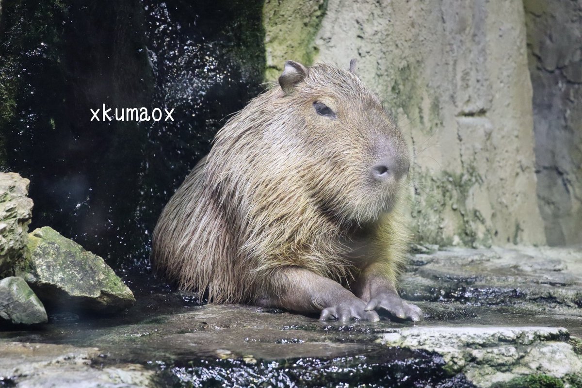 kuma (@XkumaoX) / Posts / X