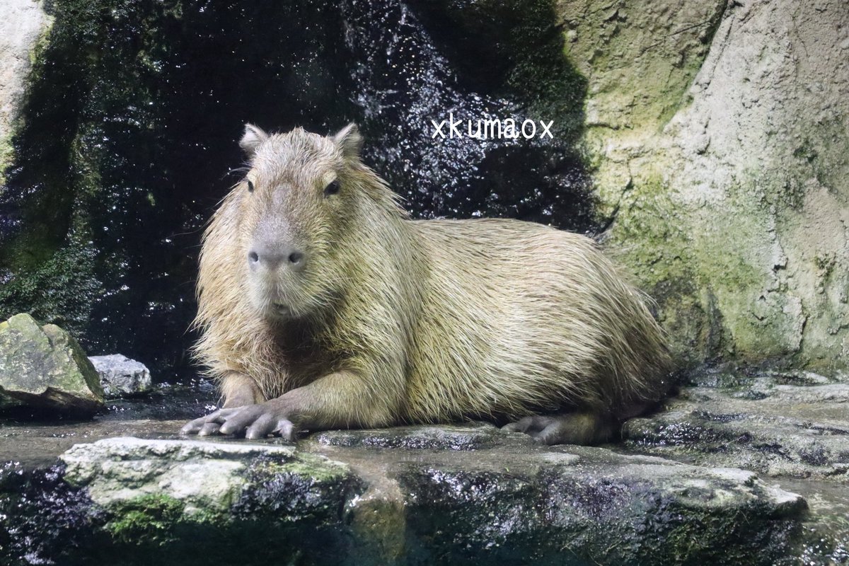 kuma (@XkumaoX) / Posts / X