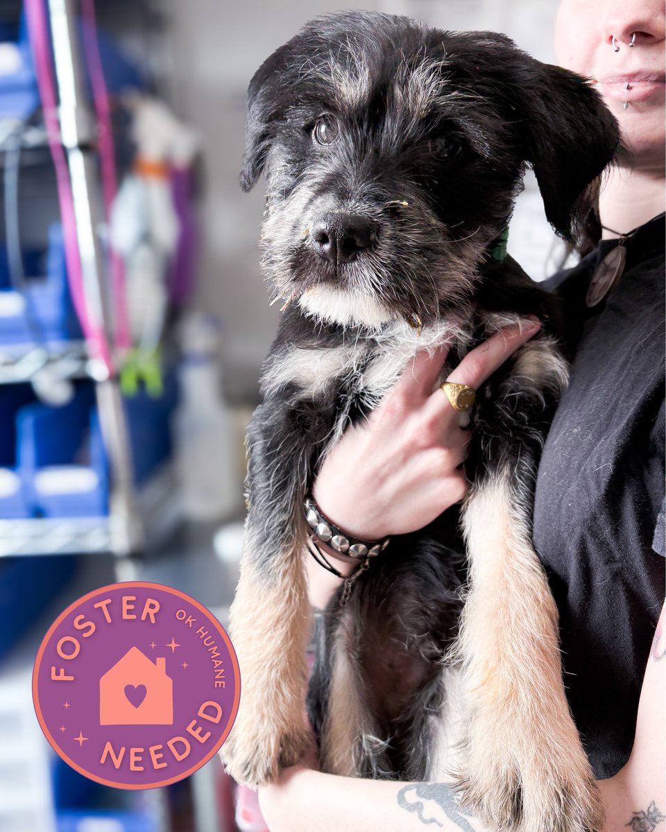 okhumane's tweet image. Foster Pork N’ Beans!
This sweet boy is 3 months old 18 pounds. He’s ready to relax and play in a  foster home. He is already neutered and should be ready for adoption in about 2 weeks!
Interested in fostering, 📧 foster@okhumane.org + fill out the form tinyurl.com/467dzh6c!