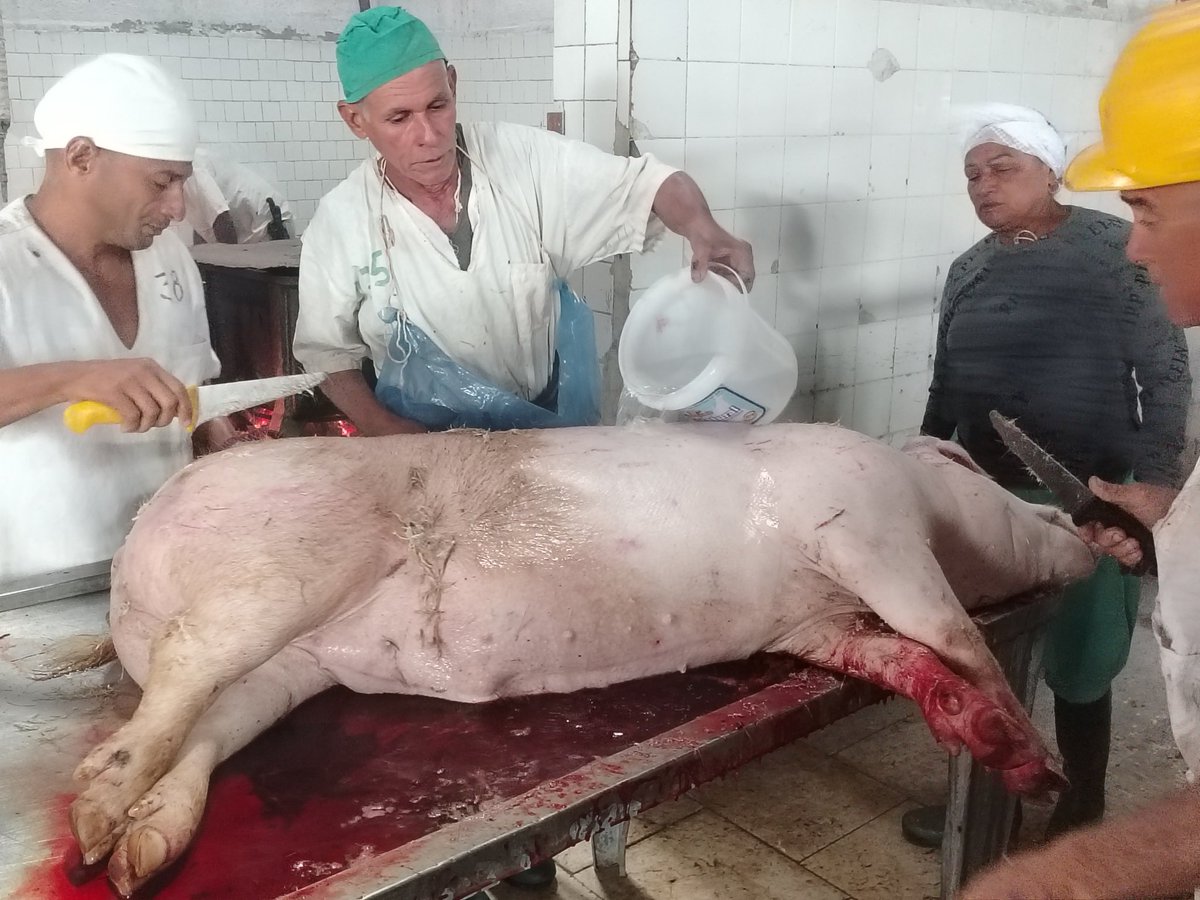 Después de un largo tiempo sin utilizar está línea Se realizan los primeros sacrificios de cerdos en la empresa Cárnica Santiago de Cuba en un vínculo con los productores de la provincia en un año marcado por el centenario de nuestro comandante en jefe Fidel Castro
