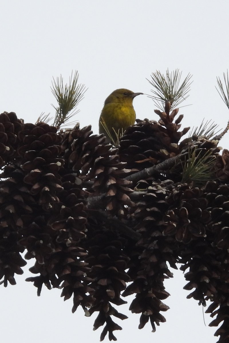 Larry Gaugler tweet media