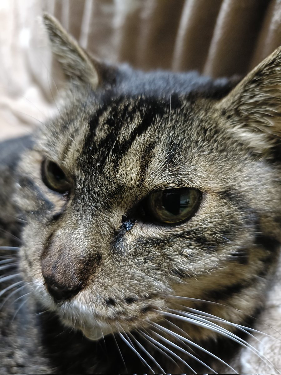 にゃん太 (@pakunyan0704) / Posts / X