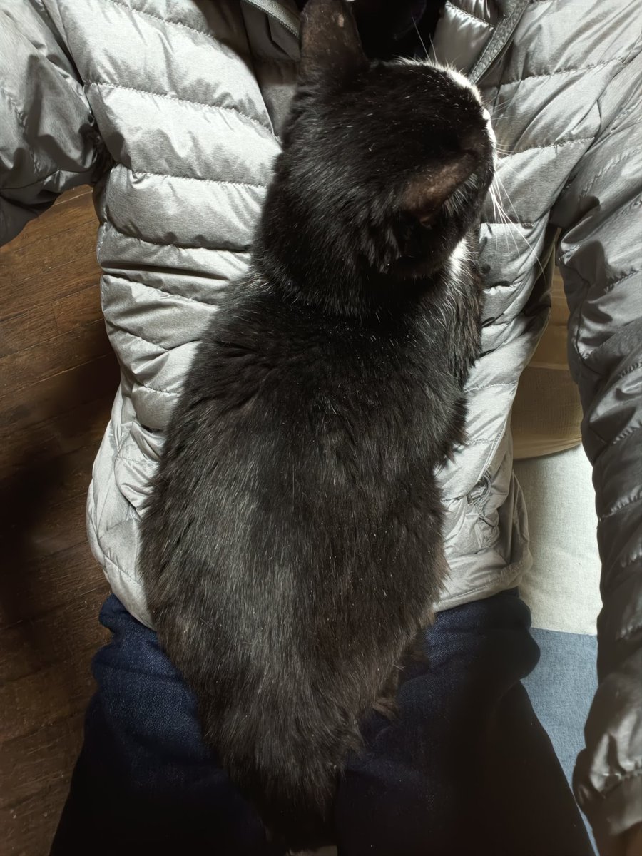 にゃん太 (@pakunyan0704) / Posts / X