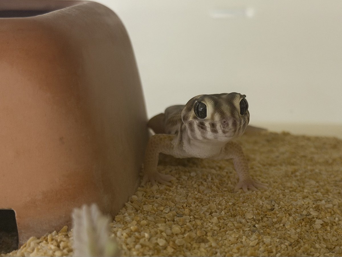 𝐬𝐚𝐲𝐚𝐤𝐚 (@38reptiles__) / Posts / X