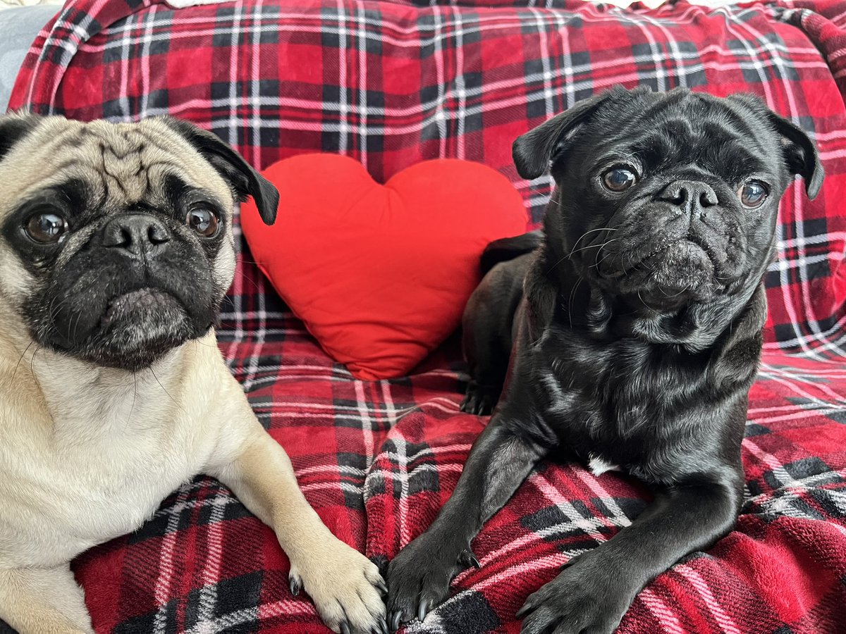 HymenCahoots tweet media