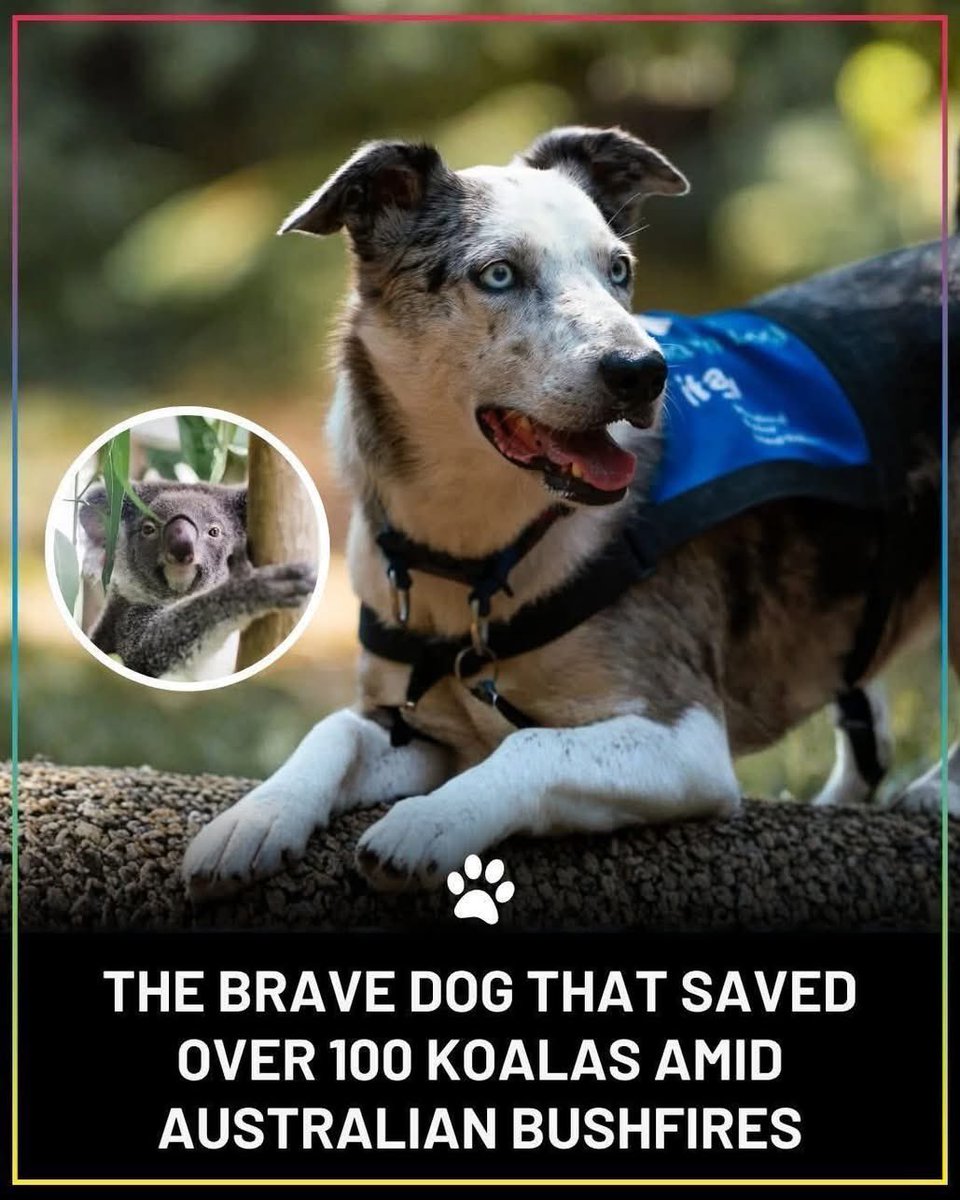 PROTECT ALL WILDLIFE tweet media