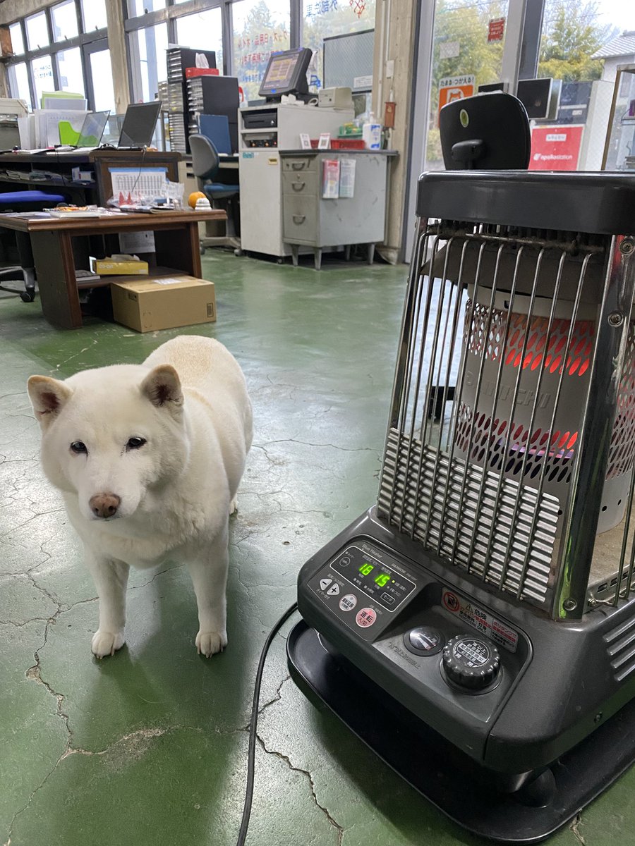 白柴まつ tweet media