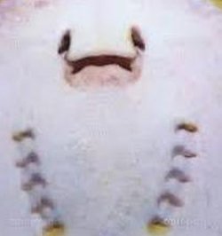 sloth_support's tweet image. 木はどんなですか？ 👩‍👩‍👧‍👦