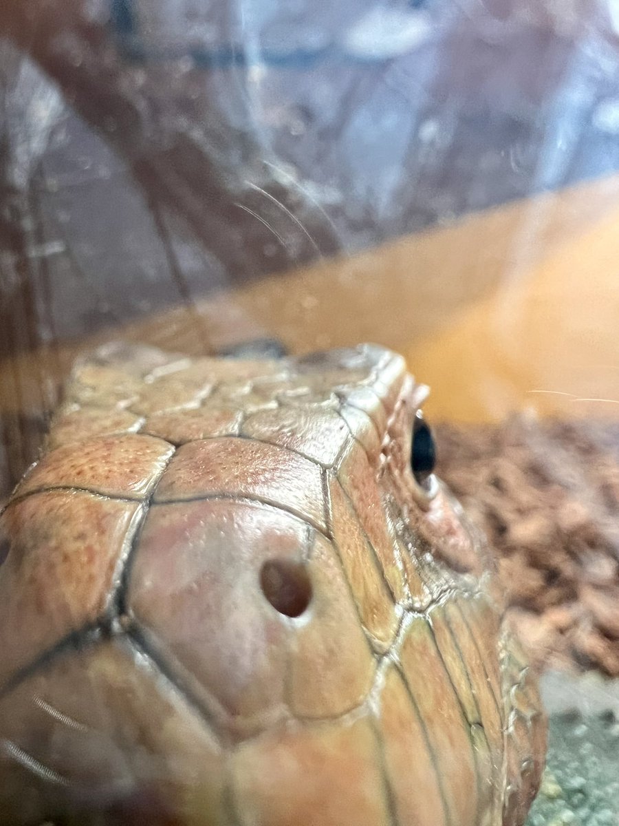 SuDaChi すだち tweet media