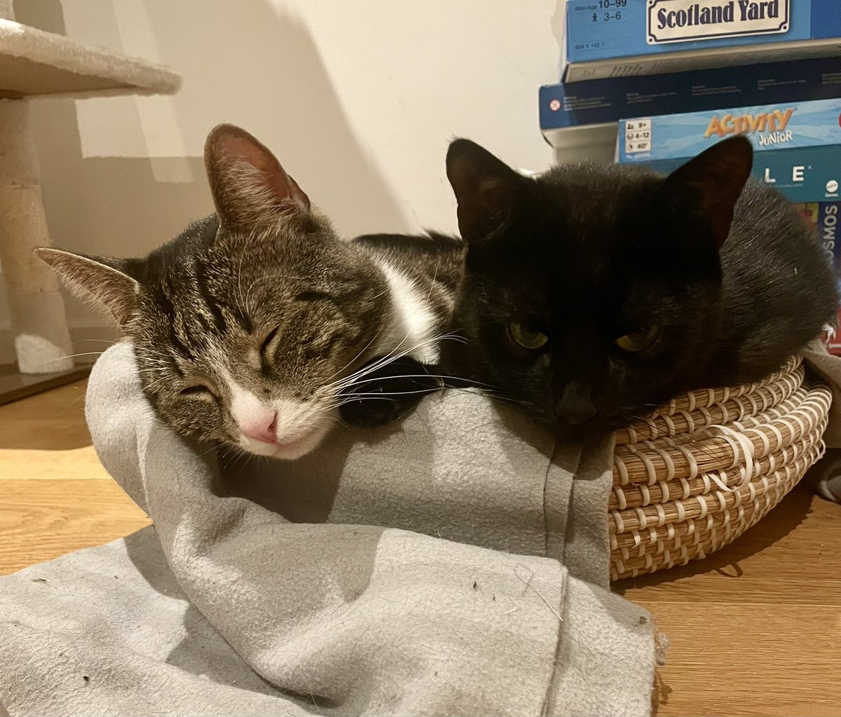 Nini Bela tweet media