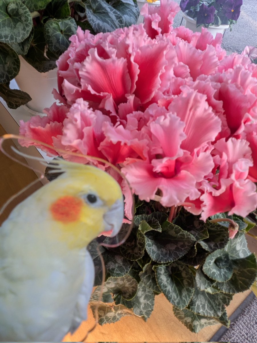 ぱんだ母さん@みつばち製品のお店アルビレオ (@pandamama3104) / Posts / X