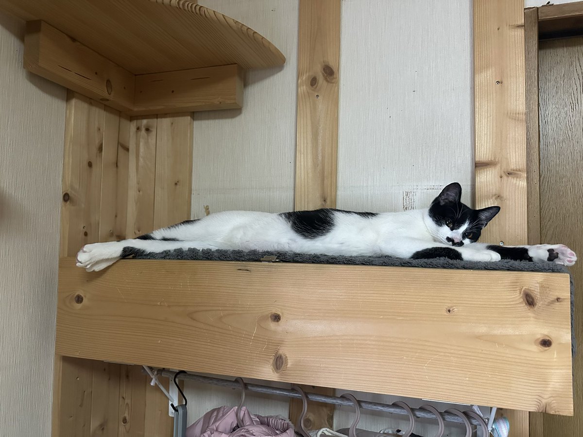 我が家の黒猫 (@kuro5696) / Posts / X