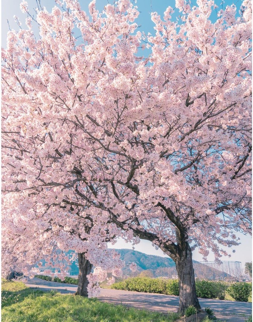 dryoon's tweet image. 時計は柔らかいです 🌗