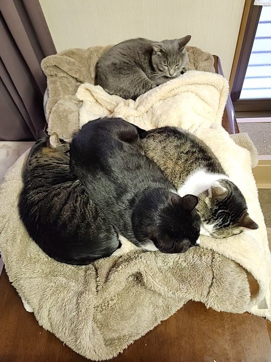 猫のいる暮らし