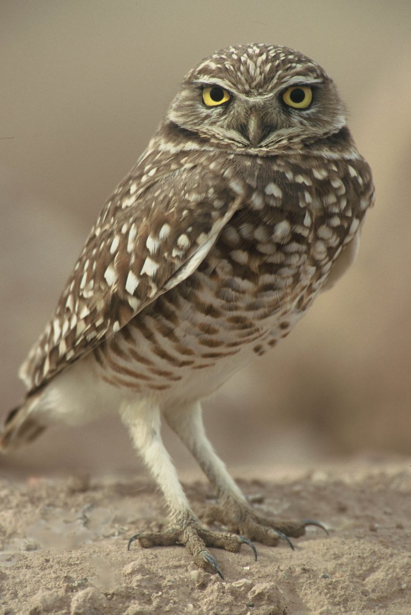 azgfd's tweet image. What a hoot! Did you know Arizona is home to 13 species of owls?🦉

Join us for a virtual presentation about #owls in Arizona next week on Feb. 12 at 6:30 p.m. The event will be presented by AZGFD biologists Cheyenne Towne and Jeff Meyers. Register here: bit.ly/4qpCiMO!