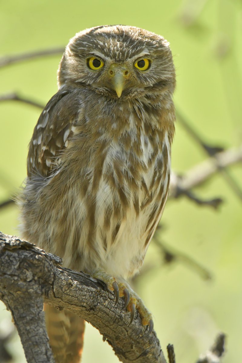 azgfd's tweet image. What a hoot! Did you know Arizona is home to 13 species of owls?🦉

Join us for a virtual presentation about #owls in Arizona next week on Feb. 12 at 6:30 p.m. The event will be presented by AZGFD biologists Cheyenne Towne and Jeff Meyers. Register here: bit.ly/4qpCiMO!
