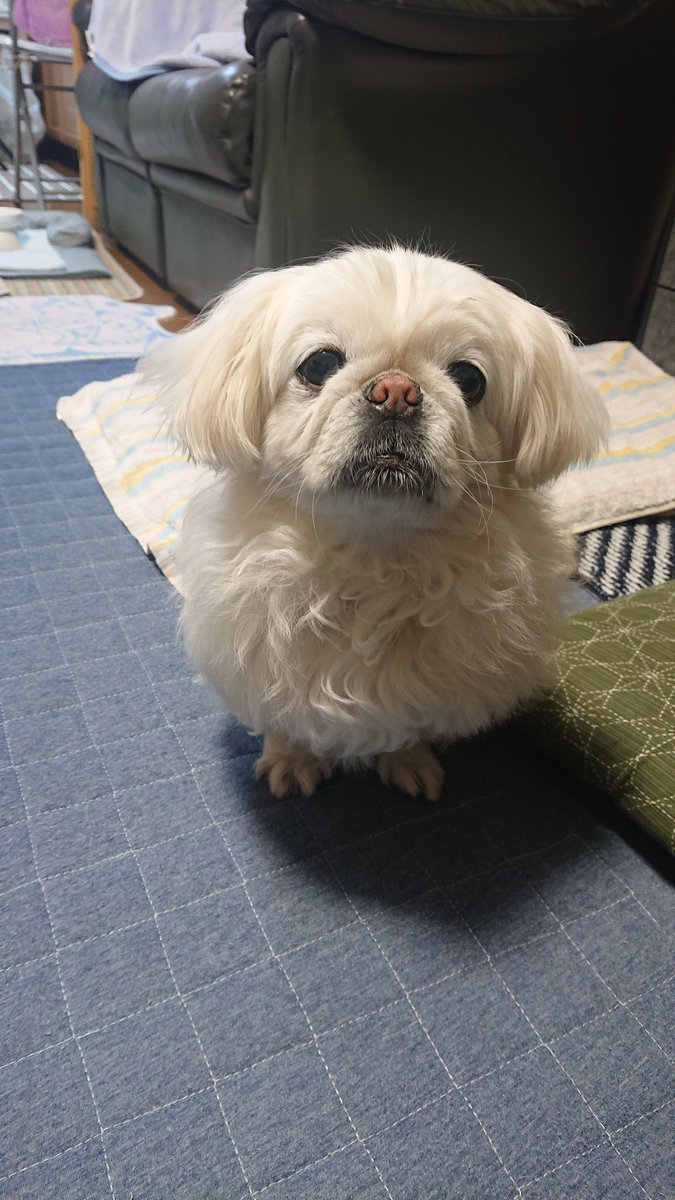 かおりん (@shiro0201_111) on Twitter photo 