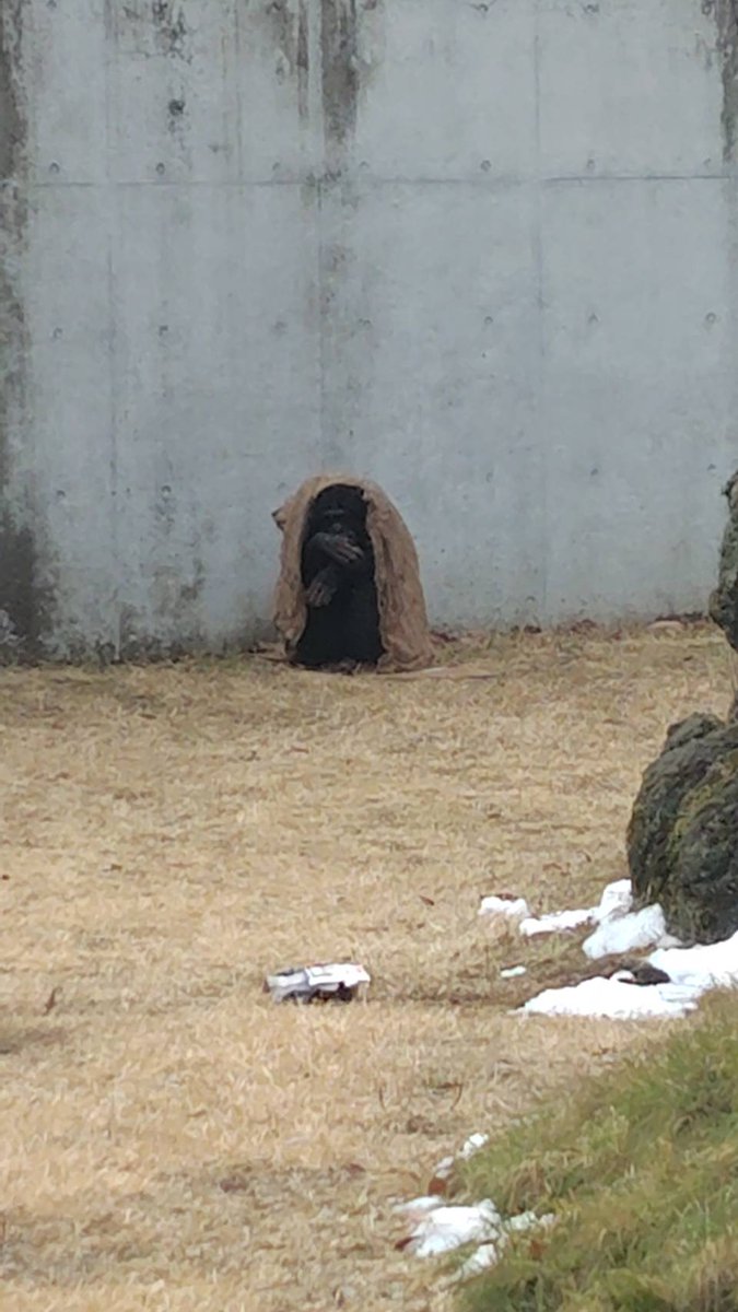 ryotusue's tweet photo. パンくんとクマモン！🧸 https://t.co/GsSKvLIGsP