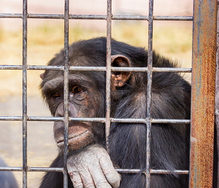 BRASIL. Detienen a un chimpancé por gestos racistas.