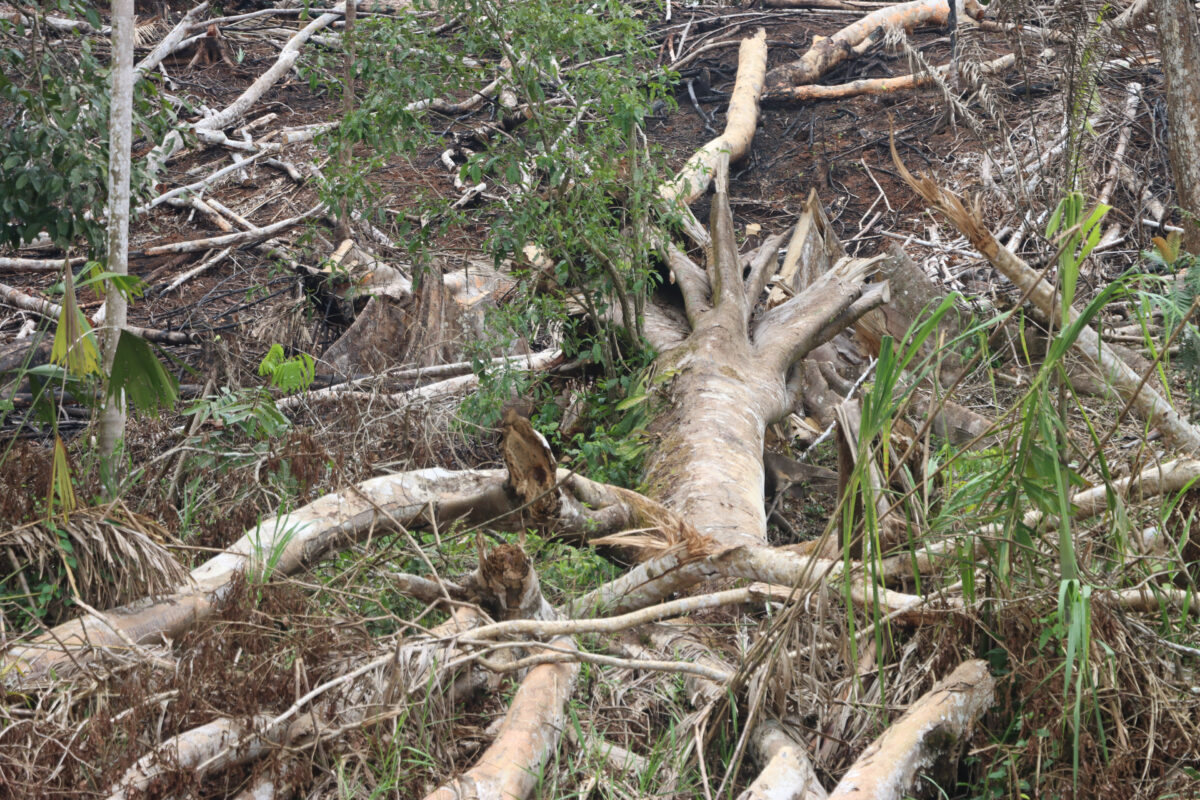 Mongabay Latam tweet media