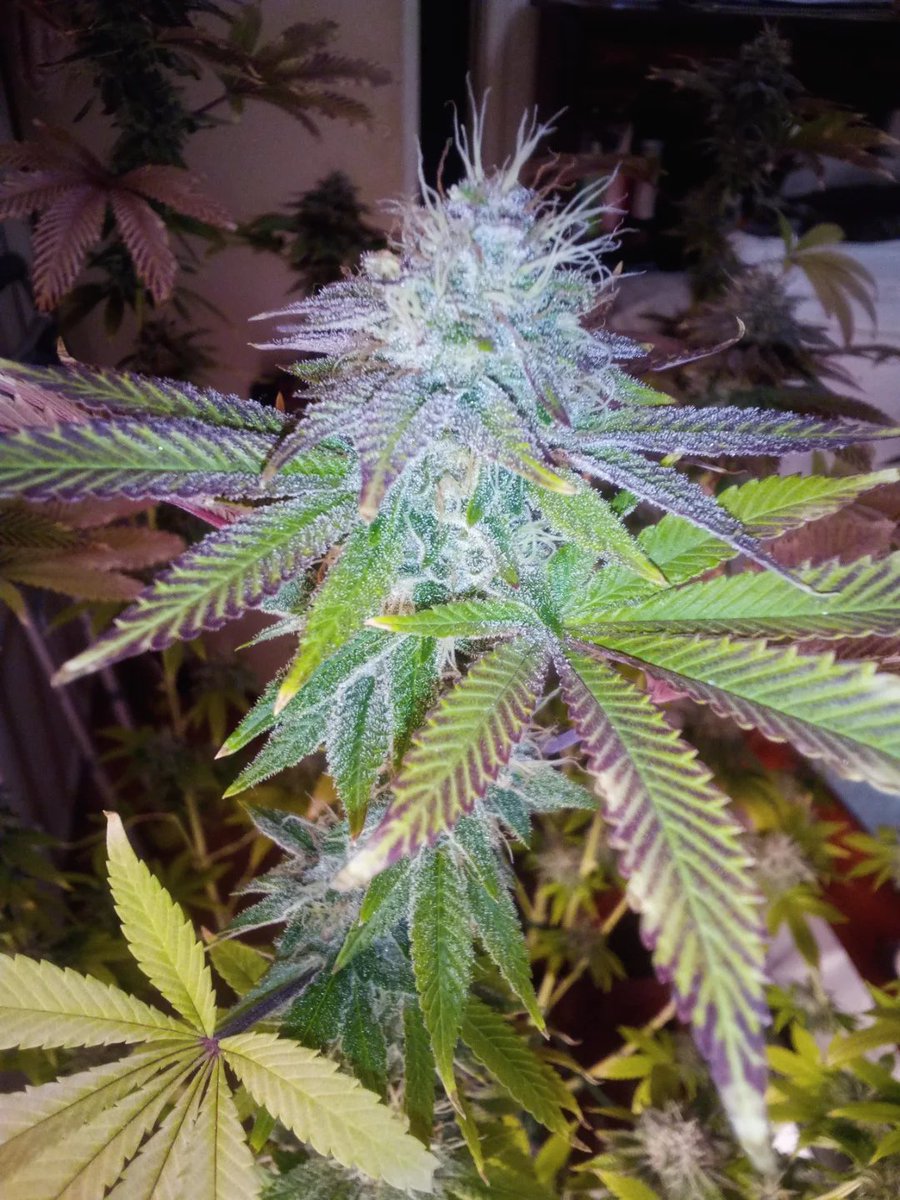 Lotus Nutrients tweet media