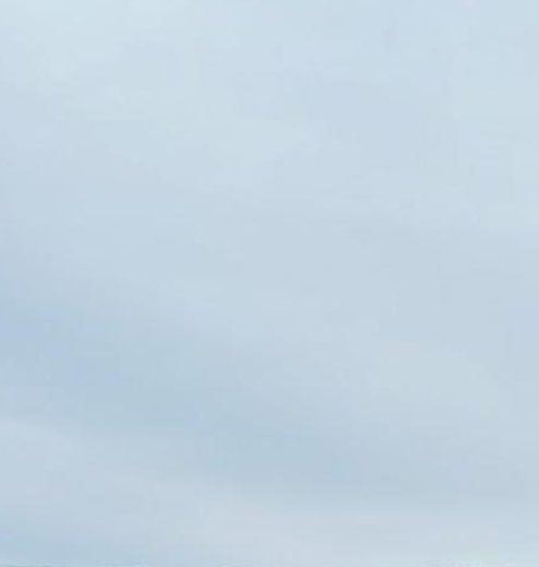 cealed's tweet image. 花はいつでしょう？ 🦝