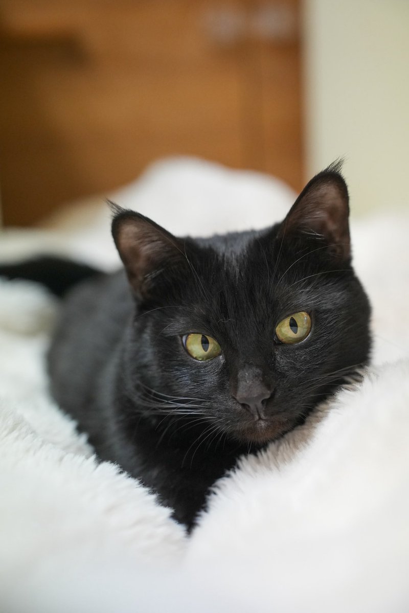 黒猫つくねちゃん太しっぽ (@oreo_blackcat) / Posts / X