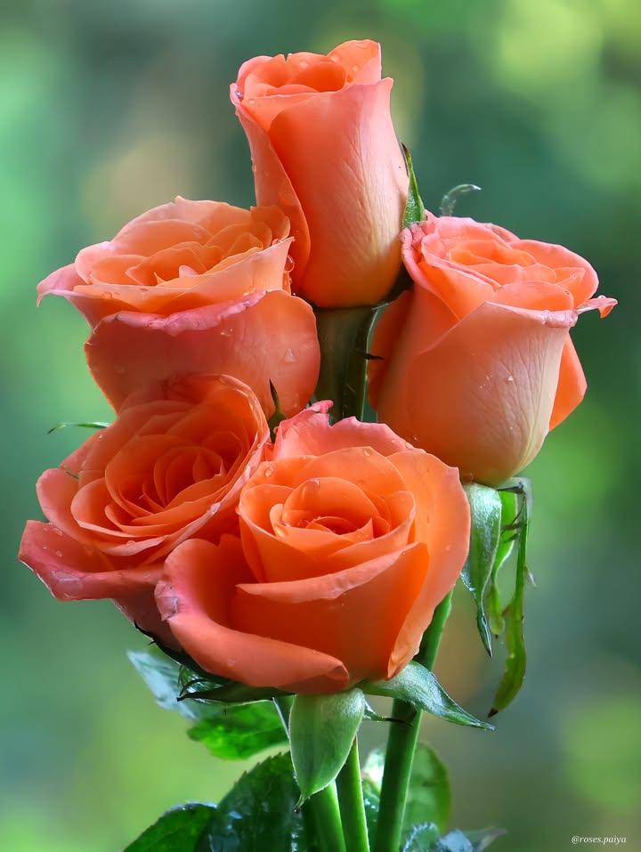 அன்பு தான் உலகை இயங்கவைக்கிறது.         #இனிய_காலை_வணக்கம்.....