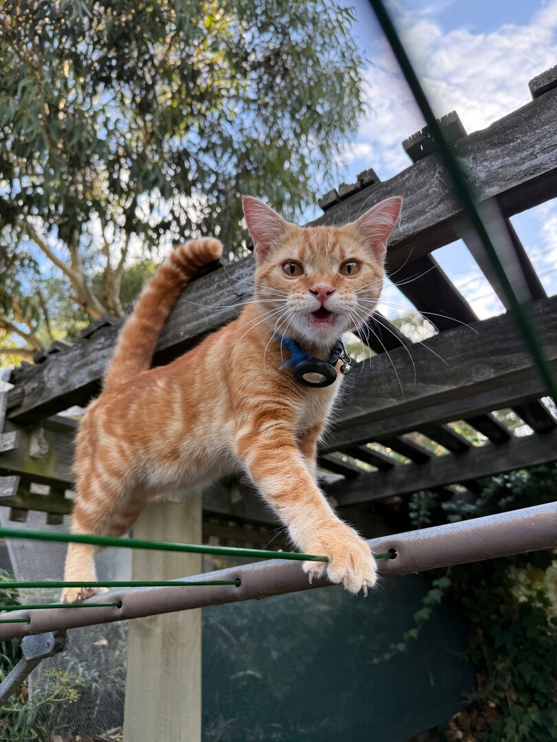 tenty's tweet photo. Just hanging out, supervising the neighbours' silly sisters from my superior vantage point. Dad, could you fetch me a treat, please?

#CharlieTheCat #iphone16promax #nofilter #caturdayJust hanging out, supervising the neighbours' silly sisters from my superior vantage point. Da… https://t.co/gakdaT71UG