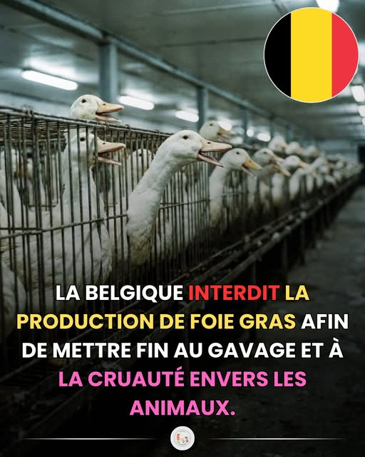 FR-91 (@kfranc91) on Twitter photo 