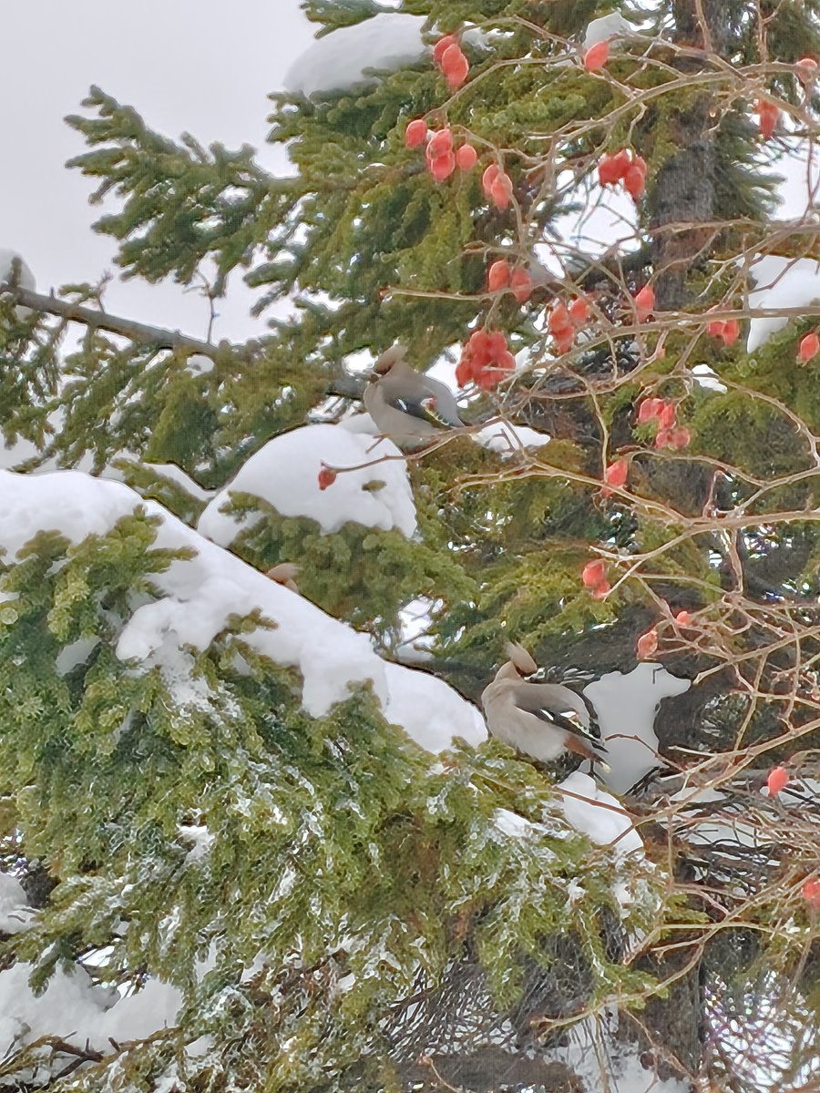 本館と運河館の間にある北運河遊歩道に、キレンジャクの群れが来ていました。
キレンジャクは越冬のために小樽を訪れる冬鳥で、年によって飛来数は変動しますが、今年は例年より目にする機会が多いようです。
この日は、遊歩道沿いに植えられたタカネバラの実を、おいしそうについばむ姿が見られました