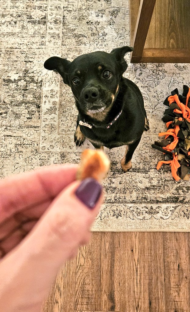 CanadianBlackBear🇨🇦 (CanadianPenny🌈) tweet media