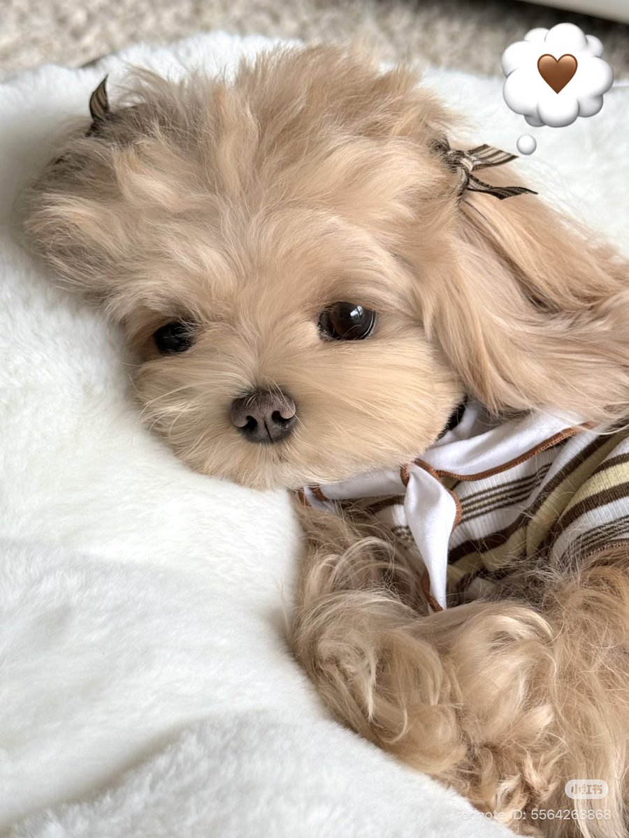 piinkimi_'s tweet image. 