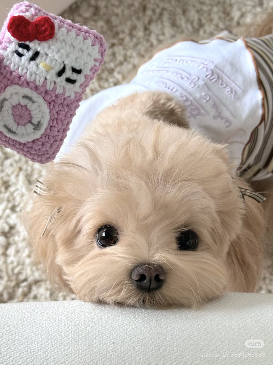 piinkimi_'s tweet image. 