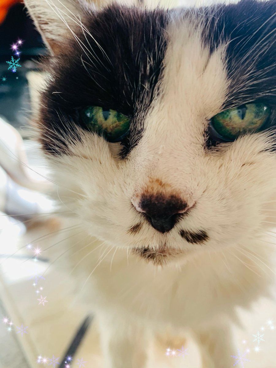 キャット (@4HWYdYFecS71FZn) / Posts / X