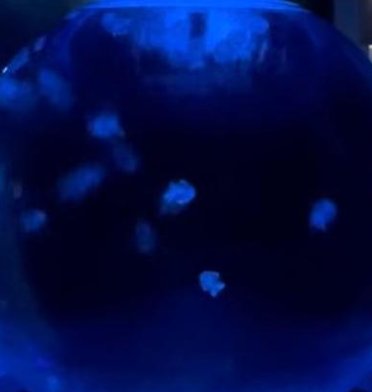 RaLiPLEASE's tweet image. 帰宅する 👮