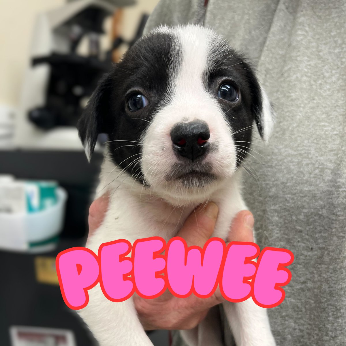 Aggieland Humane Society tweet media