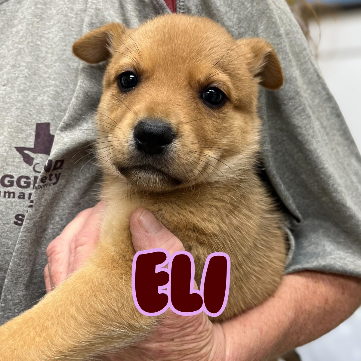 Aggieland Humane Society tweet media