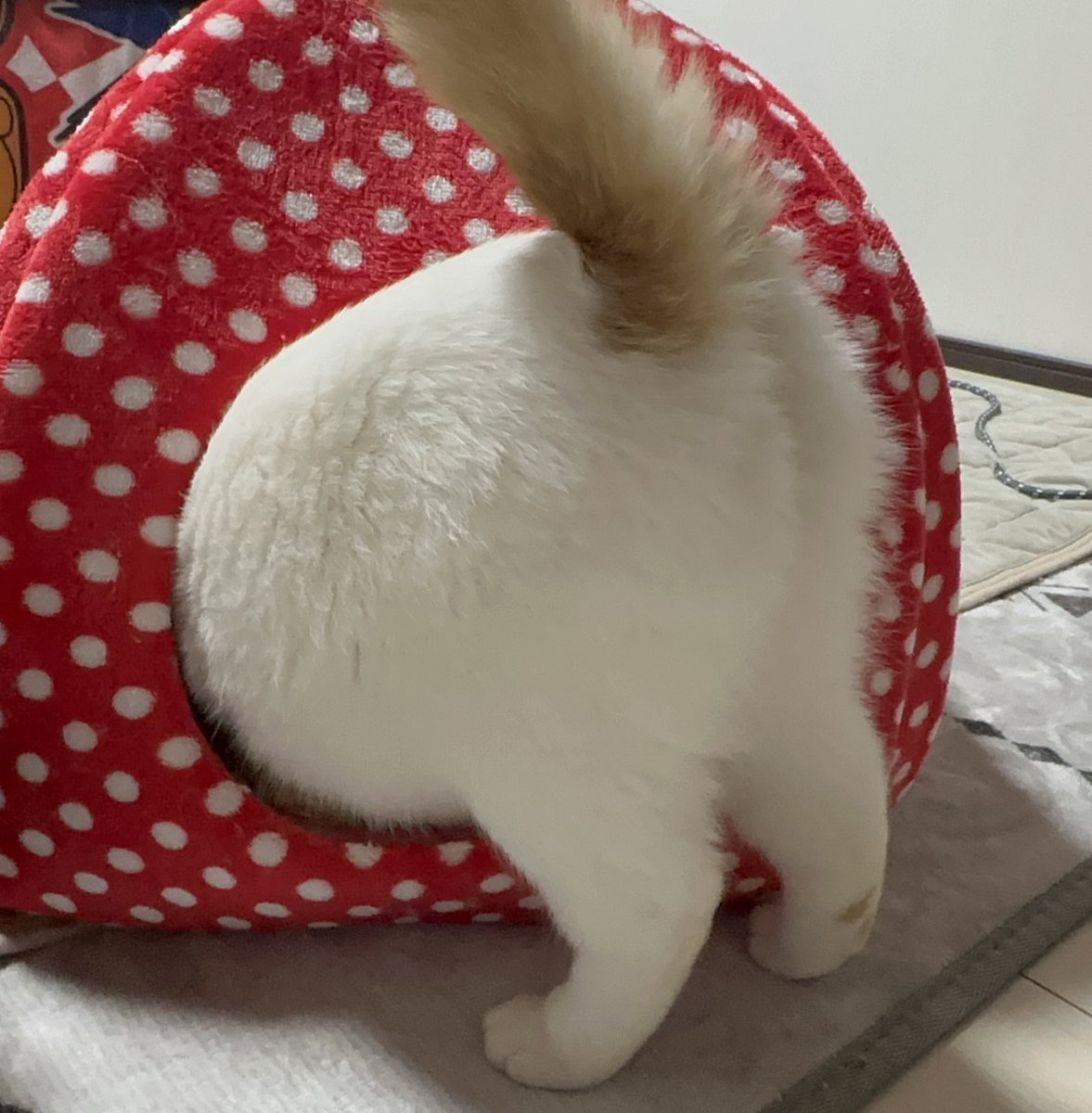 モフモフ ＃猫好きさんと繋がりたい #ねこ