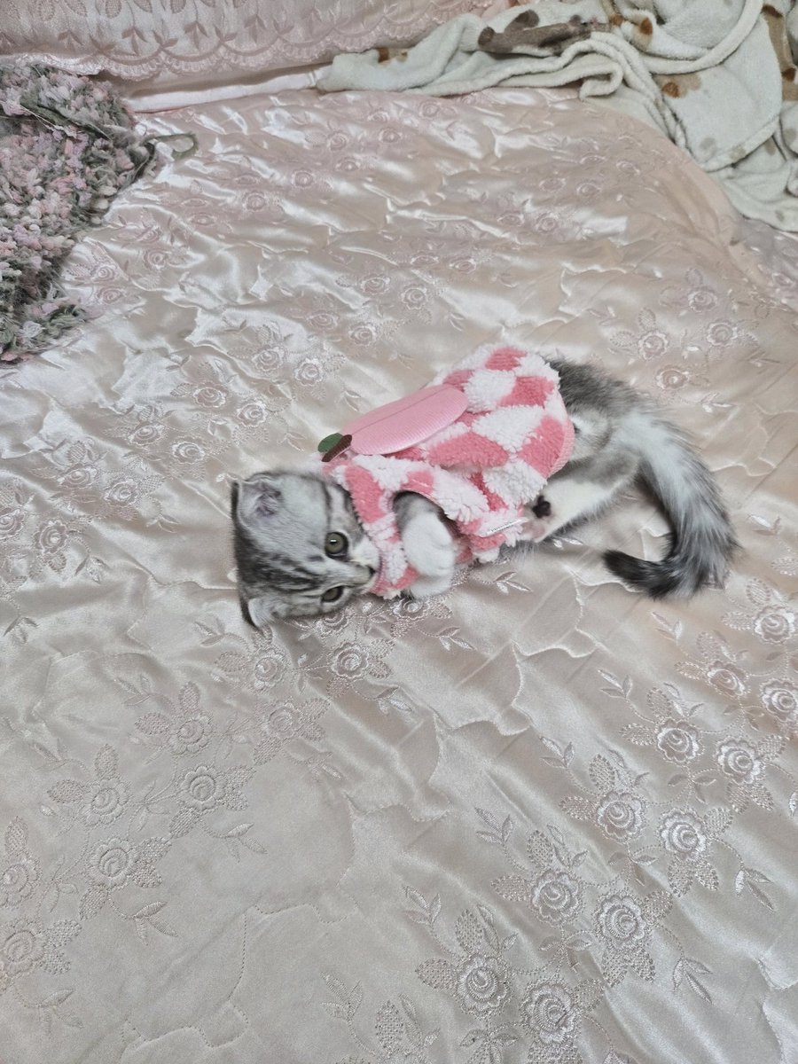 che22I's tweet photo. 열분 저 냥이 키웁니닷!☆ https://t.co/3vXt1gup6b